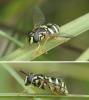Chrysotoxum elegans